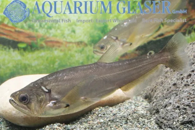 Näsets Ciklidhobby Hydrolycus Scomberoides rovfisk 5-7cm