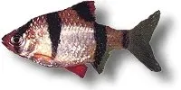 Näsets Ciklidhobby Tiger Barb tetrazona barb XXL