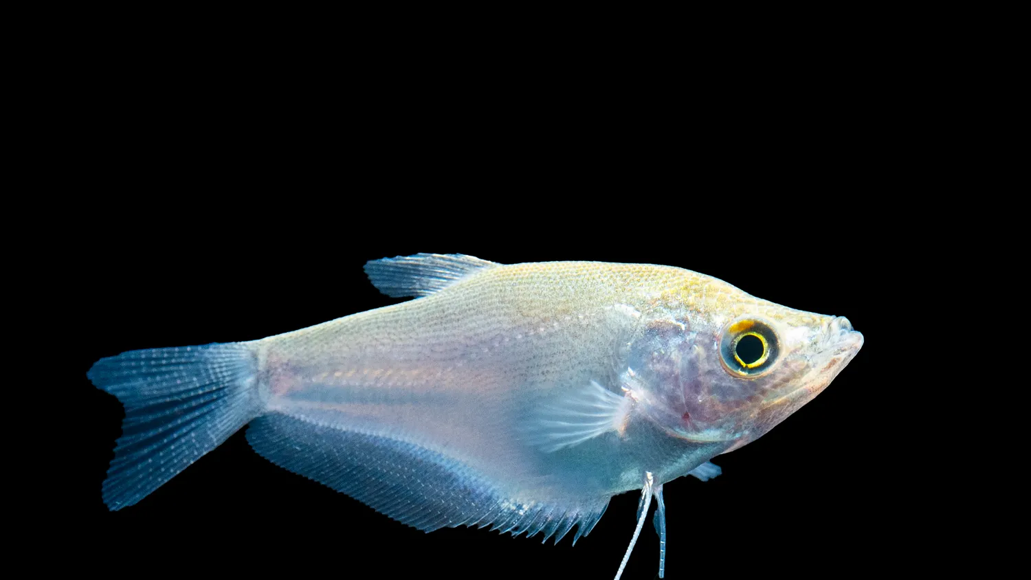 Trichogaster microlepis månskensgurami akvariefisk lugn