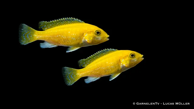 Garnelen TV Labidochromis Yellow ciklid 8-10 cm