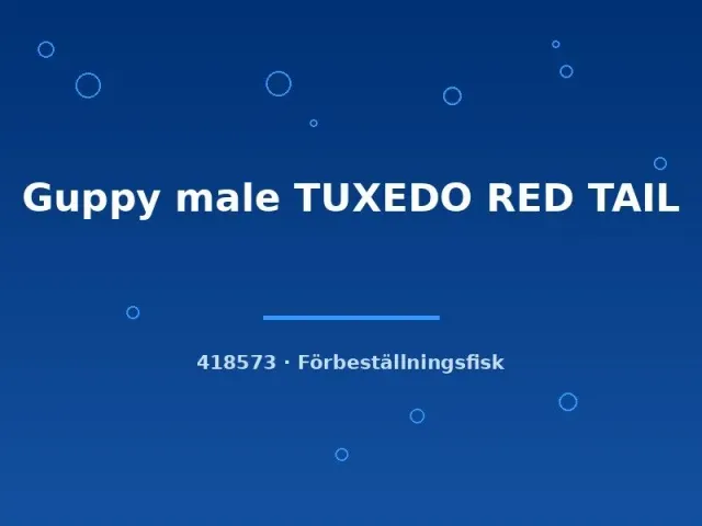Näsets Tuxedo Red Tail guppy hane lg rödstjärtad