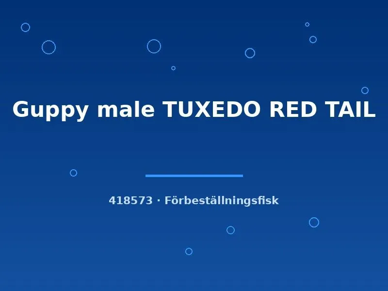 Näsets Tuxedo Red Tail guppy hane lg rödstjärtad