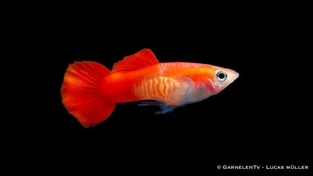 Garnelen TV Guppy Red Blond Cobra hanfisk Poecilia reticulata röd