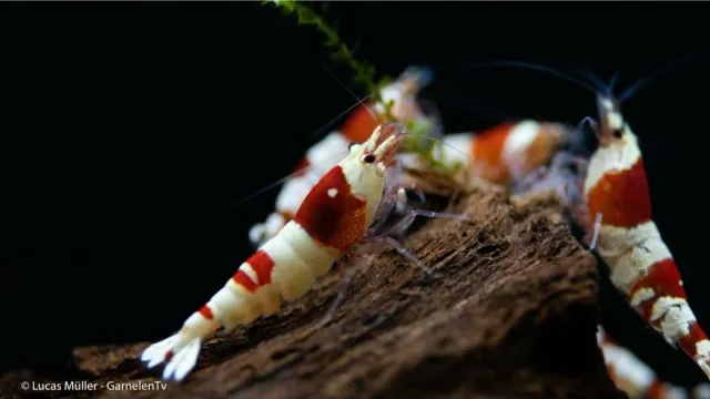 Garnelen TV Red Bee K4-K6 akvarieräka röd-vit