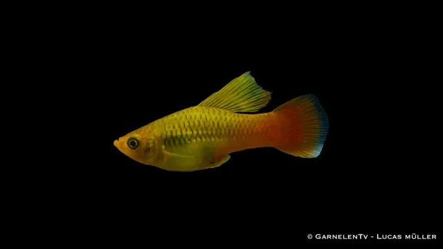 Garnelen TV Papageienplaty Xiphophorus variatus högfena