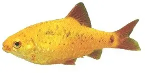 Näsets Ciklidhobby Halvbandad barb >4,5 cm stimfisk