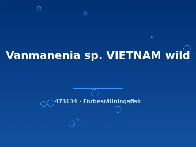 Näsets Ciklidhobby Vanmanenia sp. Vietnam fisk 8–10 cm