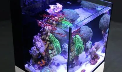 Näsets Ciklidhobby Nano Max 75L akvarieset vit