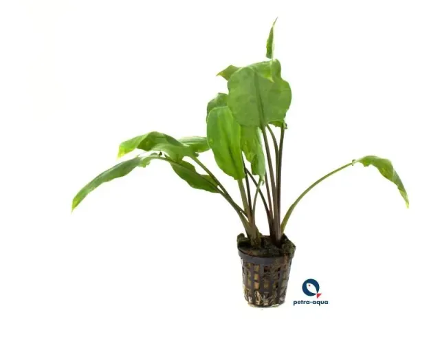 Näsets Ciklidhobby Cryptocoryne ciliata akvarieväxt Medium 5