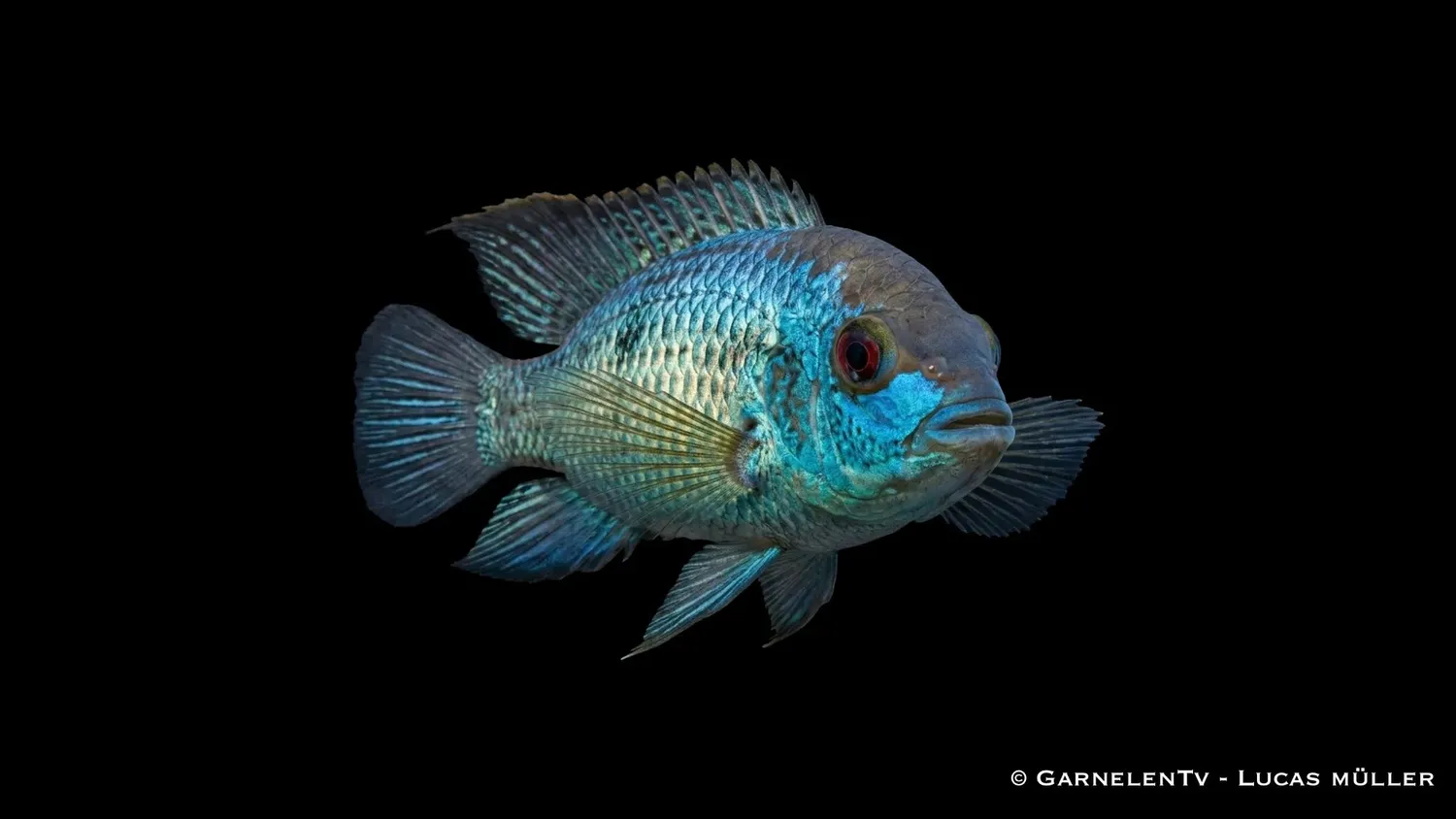 Garnelen TV Andinoacara pulcher NEON-BLUE ciklid neonblå