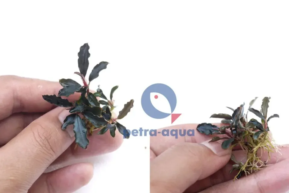 Näsets Ciklidhobby Bucephalandra godzilla växt kedagang red