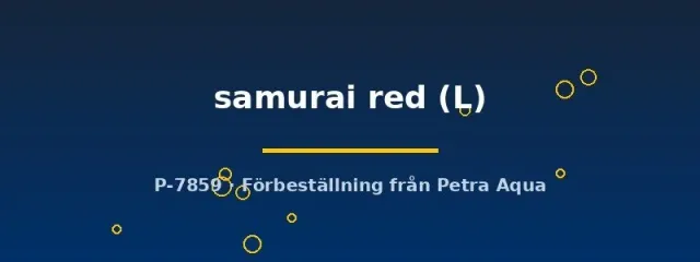 Näsets Ciklidhobby Betta samurai red kampfisk hane L