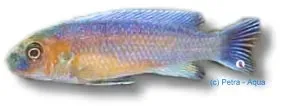 Labeotropheus Scrapemouth mbuna Chilumba ciklid 6–7 cm trewavasae