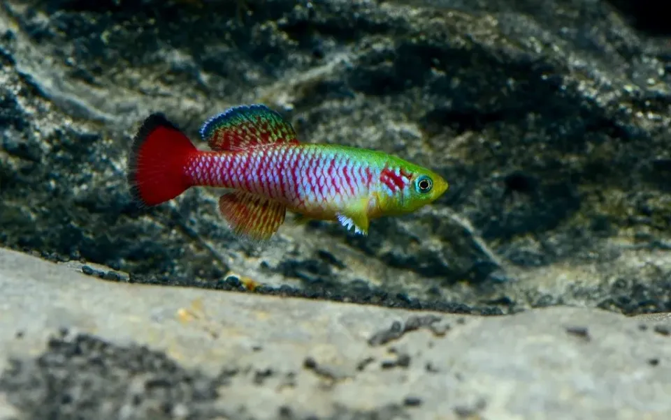 Näsets Ciklidhobby Nothobranchius guentheri killi 5–6 cm