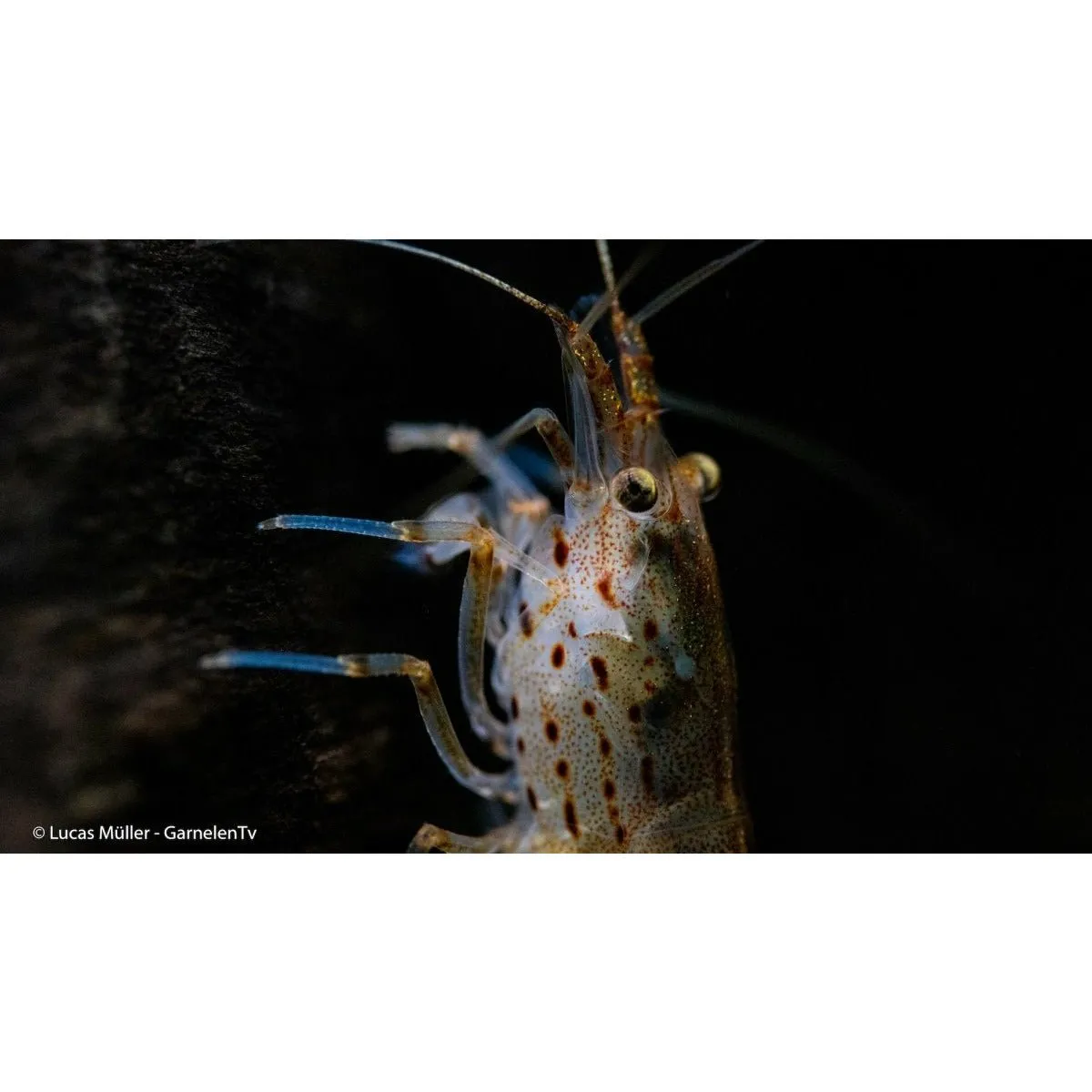 Garnelen TV Amano räkor Caridina multidentata 10-pack 2-4 cm algätare